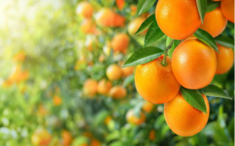 Рекордная цена на фьючерсы апельсинового сока и удар по урожаю: влияние урагана на рынок цитрусовых