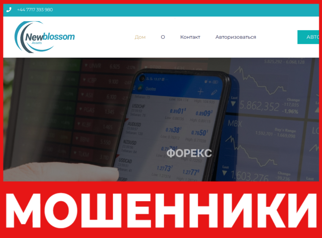 New Blossom лицевая сторона скрин